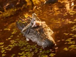 Hasbro G.I. Joe Classified Series Croc Master & Fiona Action Figure -Model Figures Shop 5010993937790g